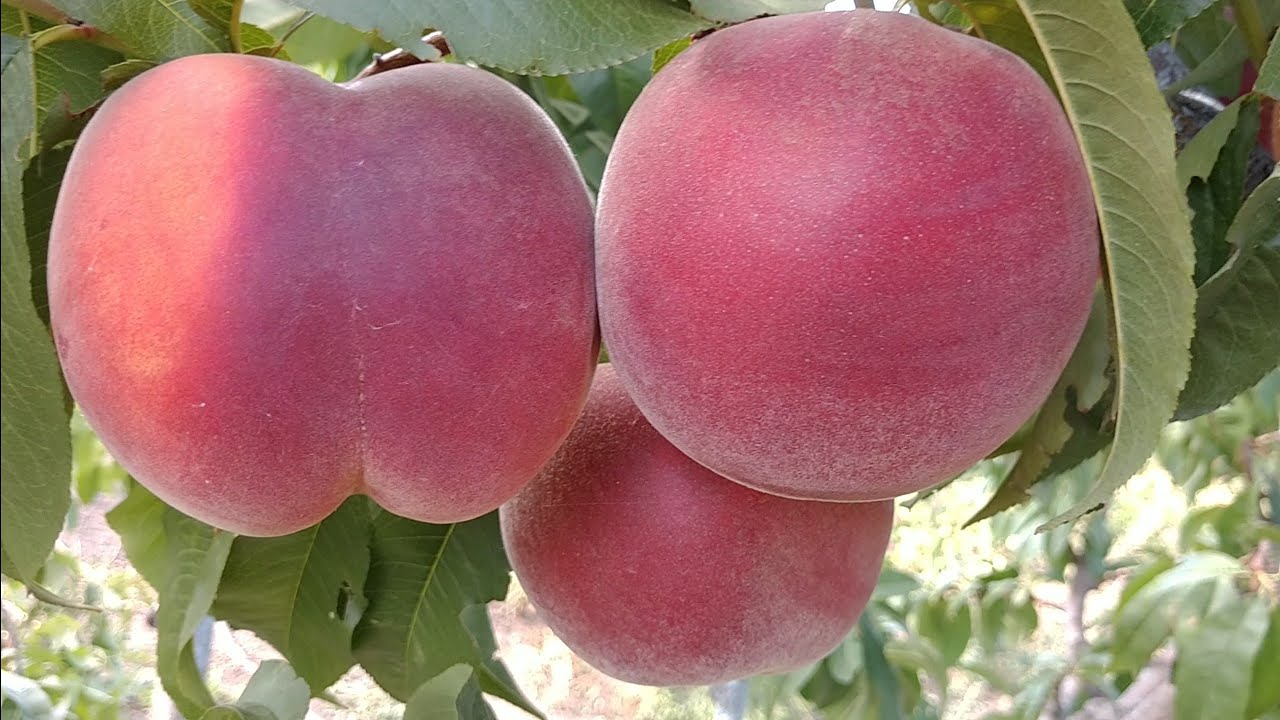 Персик Роял Естет. Peach Royal Estate. Гарнющий і смачнющий сорт! Топ ...