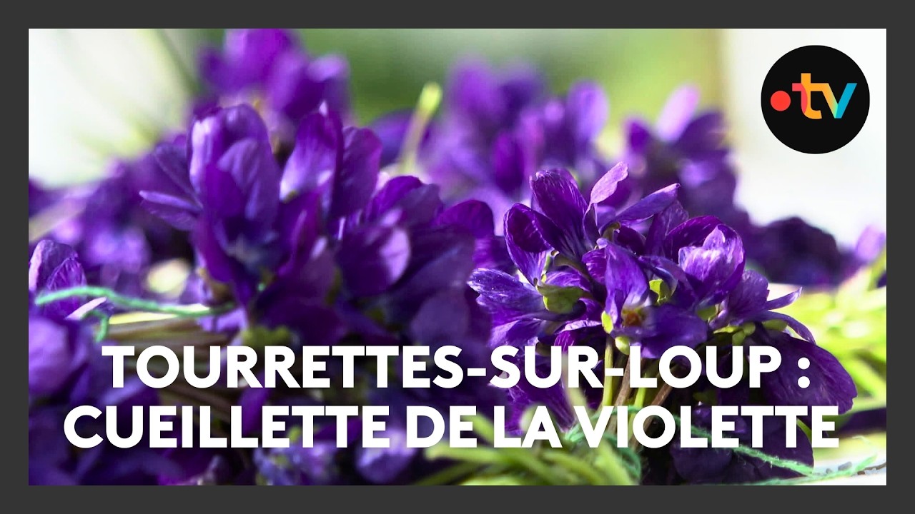A Tourrettes-sur-Loup, la fête de la violette se prépare, c'est l'heure de la cueillette