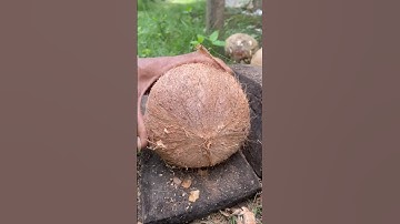 smart way to remove a round coconut from its shell