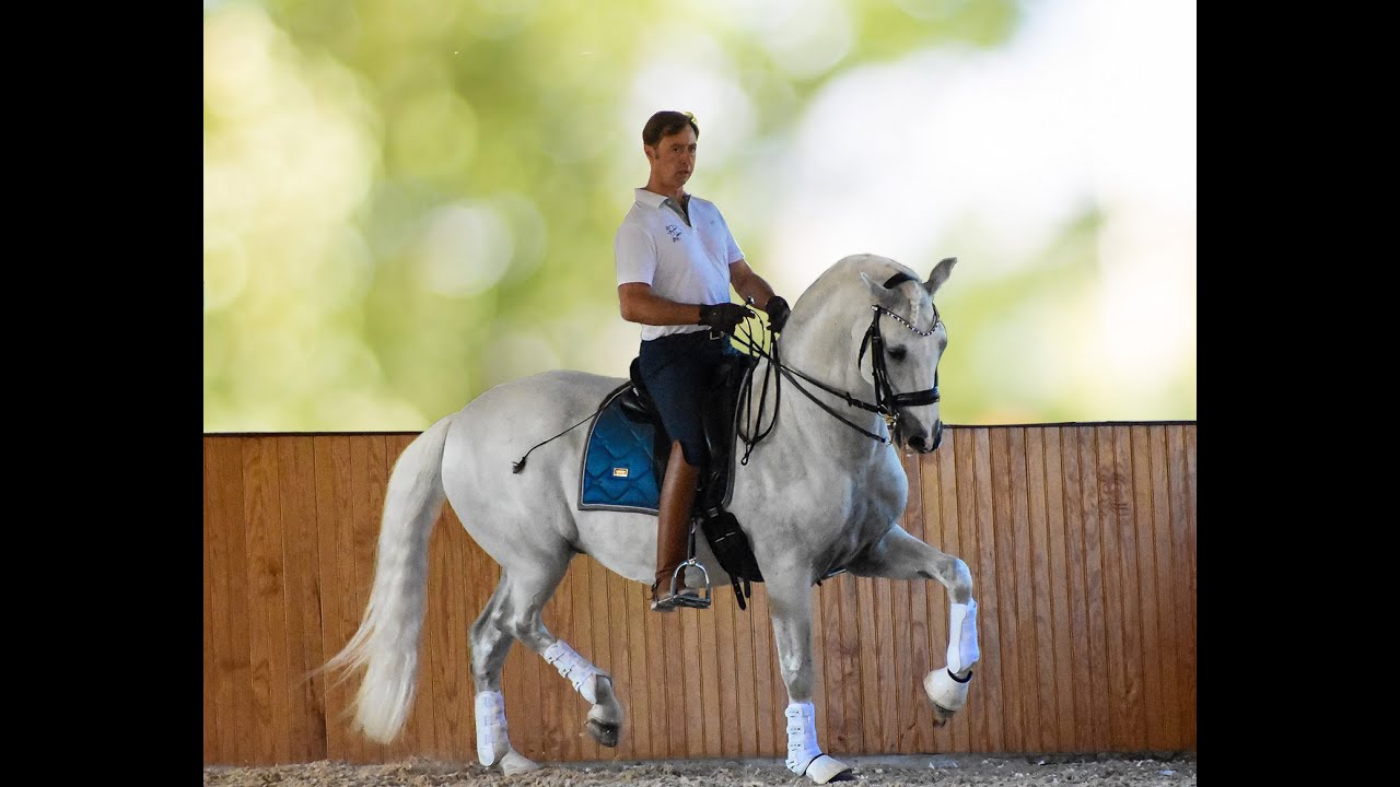 The Valença Team training a beautiful Lusitano toward Grand Prix Dressage