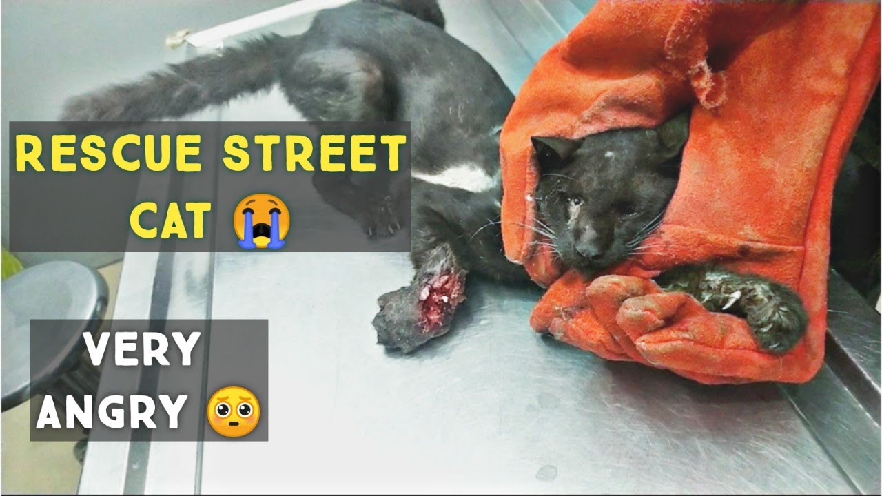 Street Cat Rescue : Rescued a very angry Cat with broken leg and in