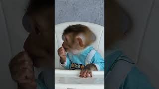Monkey Lambo is missing, dad Huy misses Lambo very much#animals #monkey #monkeys #cute #funny
