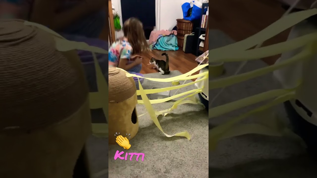 crazy cat jump ‼️🥰jump Funny ‼️🥰😂😂😂