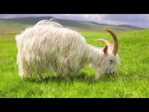 Háafell Goat Farm in Iceland - The Female Farmer Project