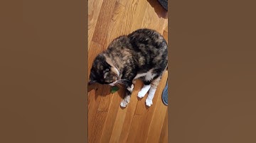 Fresh Catnip for my cat #cats #catvideos #catnip #catnipcraze  #animals #shorts