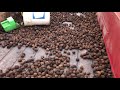 Cracking black walnuts - processing start to finish