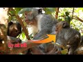 Brat monkey Janna fake cry tantrum /mom Jane drag out hand brat Janna to play her t--i-t