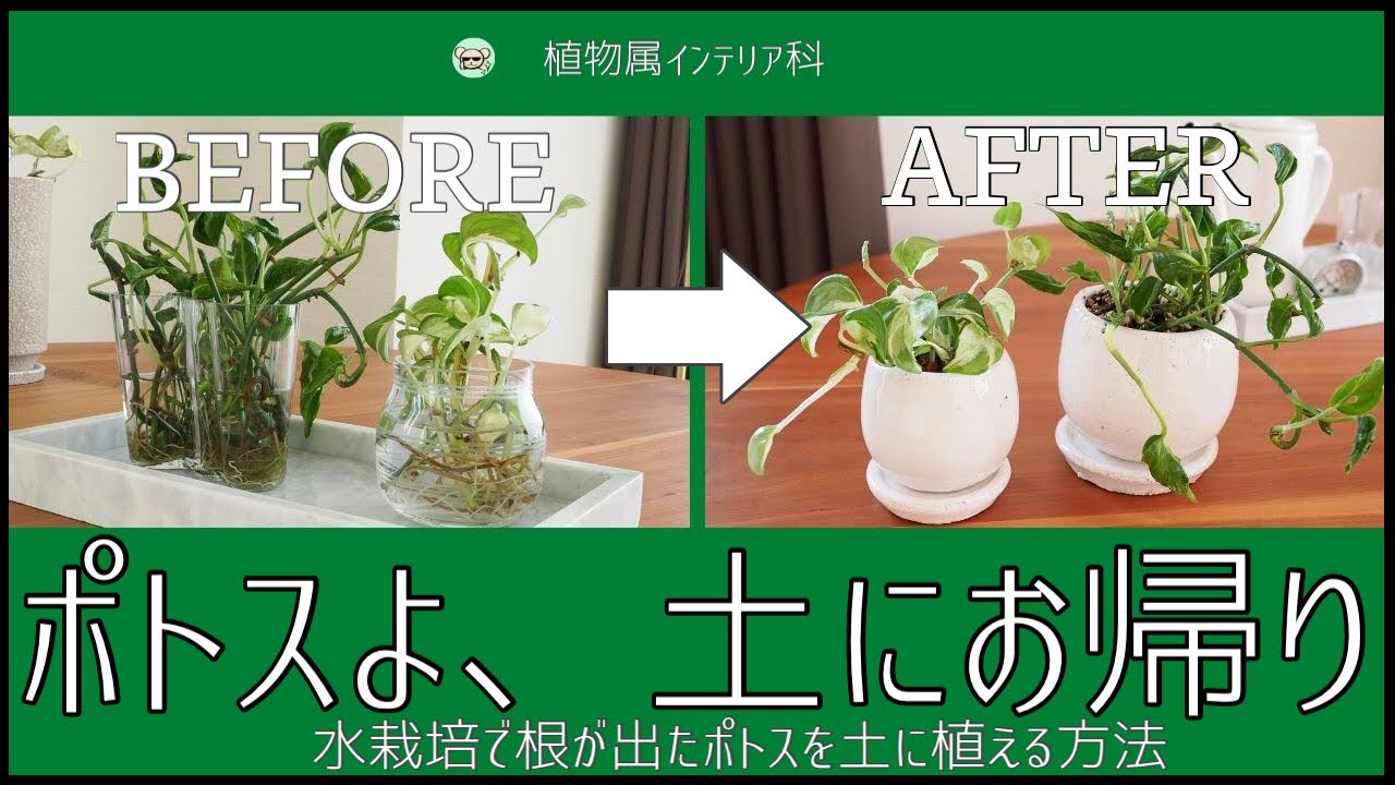 水栽培で根が伸びたポトス を土に植え付ける方法 初心者でも超簡単 植物属インテリア科