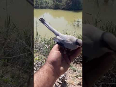 ١٤ مايو ٢٠٢١ بلبول روسي اسمه الهزار 