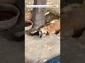 See these little cute charm puppies 😍🥰❤️🧿 #trending #funny #shorts #viral #fyp
