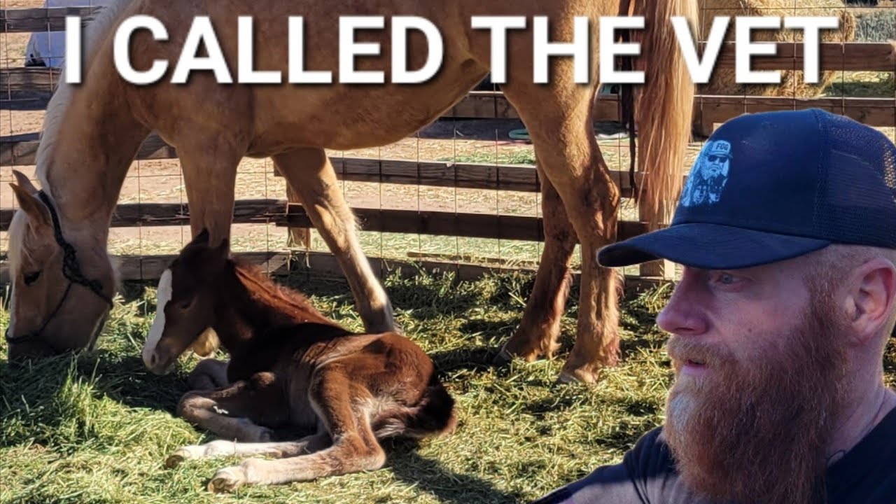 У моей кобылы возникли осложнения после родов (мы позвонили ветеринару).