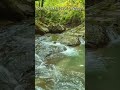 WarmRelic🌿River Flow &amp; Bird Harmony🌿 Stress Relief Edition#shorts
