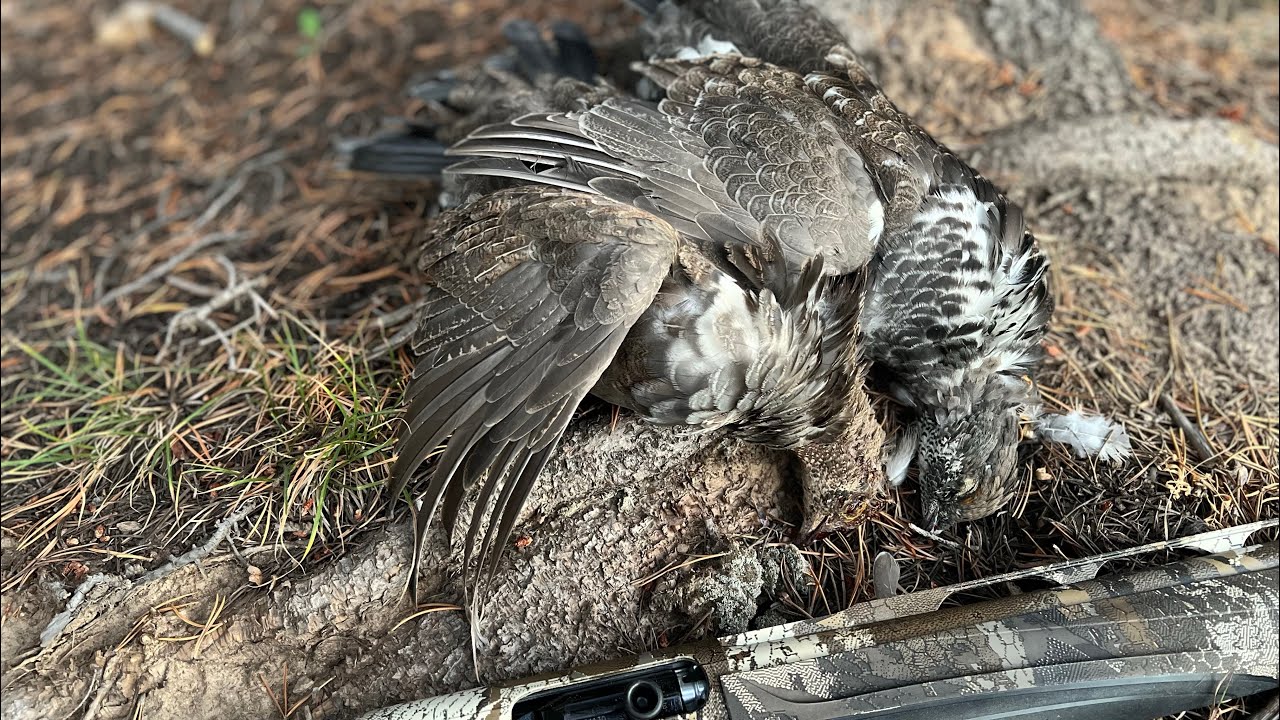 2022 Utah Grouse Hunting Soapstone Basin Uinta Mountains YouTube
