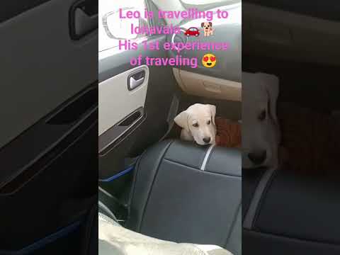Leo is travelling to lonavala 🐕🚗 his first experience of traveling❤️#labradorlovers@leothelion576