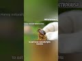 Honey Never Expires 😱 Here's Why! #shorts. #didyouknow #amazingfacts #viral