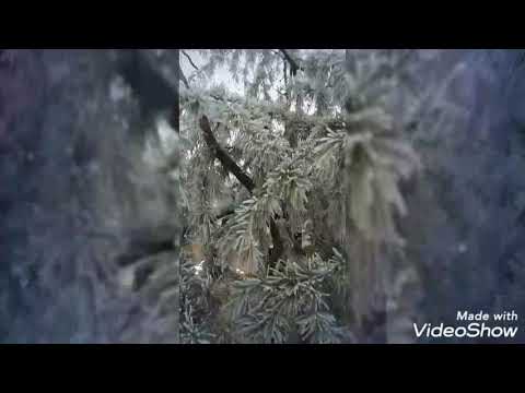 5 იანვარი 2021წ. let it snow! let it snow! let it snow!