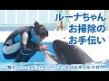 ルーナちゃん　お掃除のお手伝い【2020年9月18日　鴨川シーワールド　シャチパフォーマンス】Killer whale performance, Kamogawa Sea World, Japan