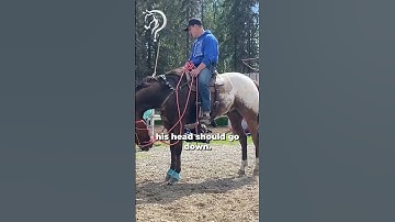 Working With A Horse That
