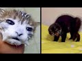 TikToks Funny Cats That will Brighten Up Your Day 😁