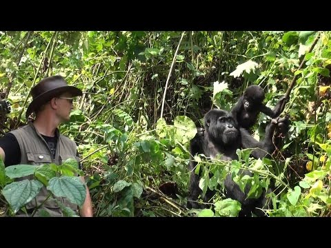 Gorilla Conservation With Rare Species Fund Takes a Community