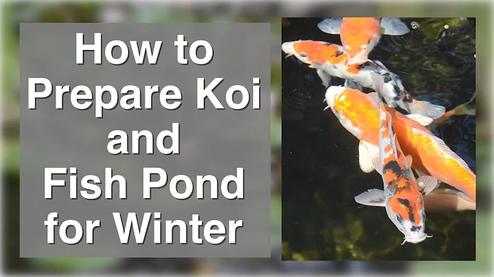 How to Prepare Koi or Fish Pond for Winter