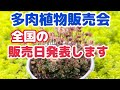 【多肉植物】【販売日発表】多肉植物販売会‼️全国の販売日発表します~🎵2026年5月4日