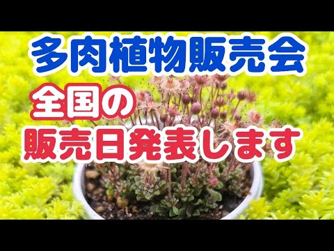 12 noriko多肉植物販売会 Succulents] [Sales Date Announcement] Succulent plant sale