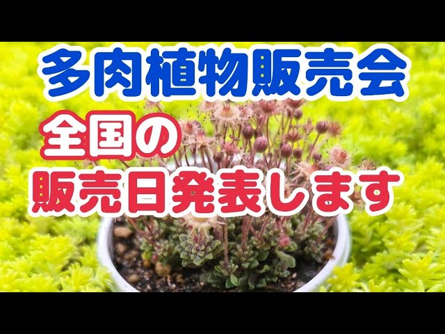 11 まえちゃん　多肉植物販売会 Succulents] [Sales Date Announcement] Succulent plant sale
