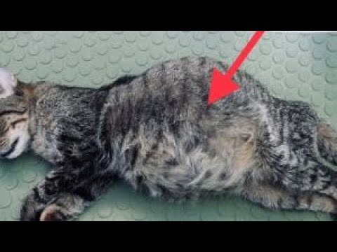 Асцит у кошек и собак, причины, симптомы, лечение - YouTube