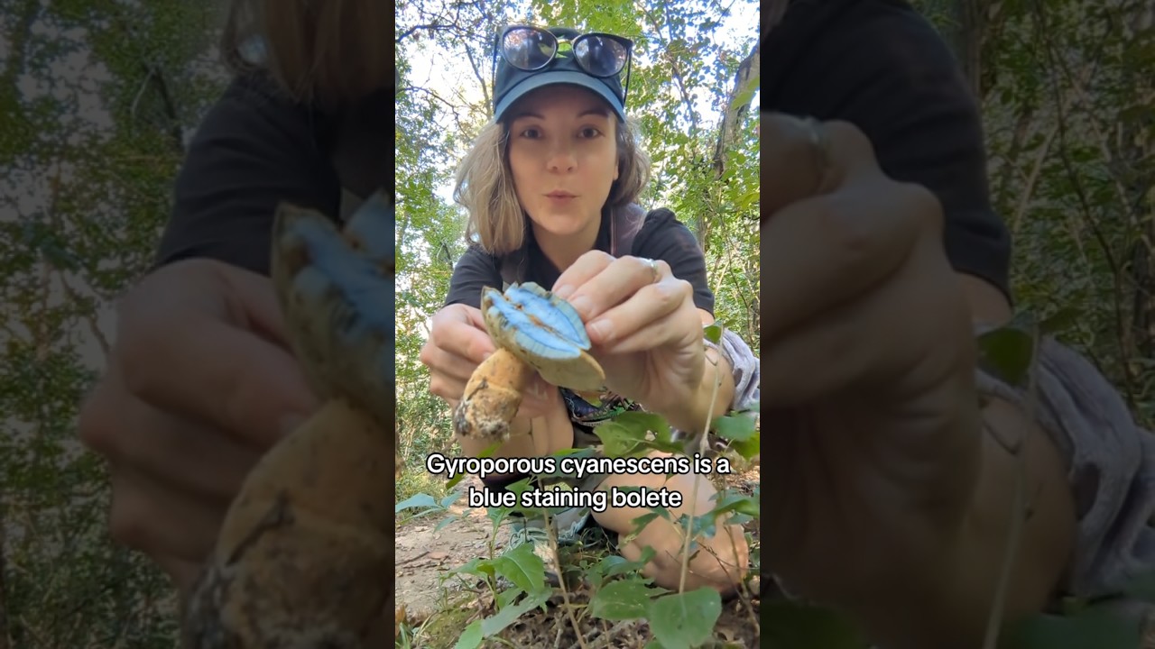 last year in Wisconsin 🍄🍄😁 #mycology #mushroom #vanlife #nature