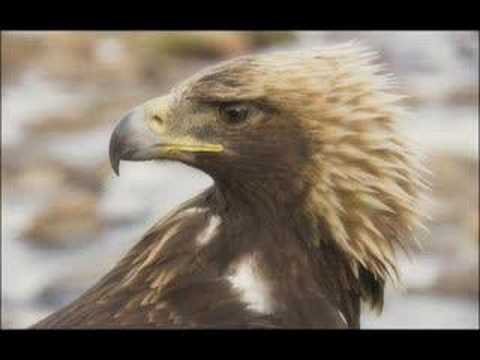 These Mongolian Golden Eagles Can Hunt Wolfs For You