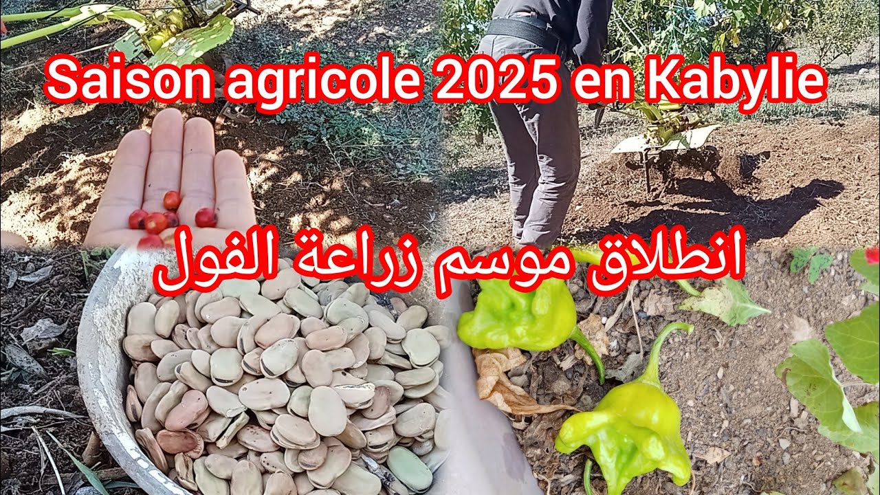 موسم الزراعه في منطقه القبائل معا لزراعة الفول.comment planter les fèves Saison agricole 