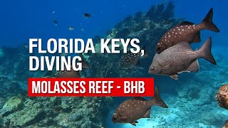 Key Largo, Florida Diving  The Molasses Reef  and Blue Heron Bridge
