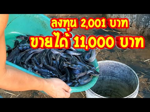 ลงทุน 2 พัน ขายได้เงินหมื่น ขายปลาดุกได้เงินกี่บาท กำไรเท่าไหร่ ลงทุนกี่บาท หนึ่งบ่อได้กี่กิโล?