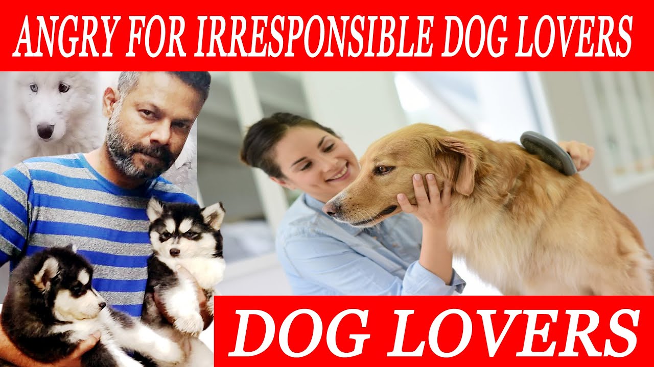 Angry for Irresponsible dog lovers - Owner needs to Groom Their Dogs Properly - Danish Pets