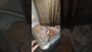 банная печь Сибирь 24 отзыв