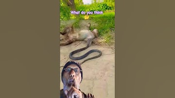 Monkey reaction: Monkey vs snake cobra 🐍 #shorts #snake #monkey