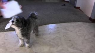 Puppy Picks 2015 NCAA March Madness Bracket