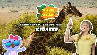 Giraffe Facts