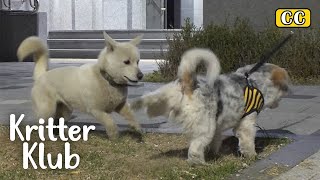 Street Dog That Has A Crush On A Pet Dog Confesses Every Night | Kritter Klub