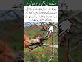 Bird Found Inside a Dry Pomegranate#trending#islamicvideo#islamicquotes#viralvideo#love#amazing