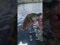 Perch catch and release // @Spinning_Fishing888 #fishing #рибалка #travel #beach #music #spinning