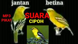 Suara Pikat Cipoh Sirtu Gacorsuara Sirtu Jantan Dan Betina