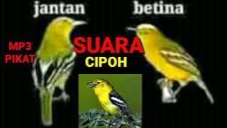 SUARA Pikat Cipoh Sirtu Gacor||SUARA SIRTU JANTAN DAN BETINA
