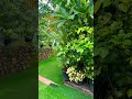 Beauty of north east-1 #nature #northeastindia #beautiful #greenery #ytshorts #youtube #shortvideo