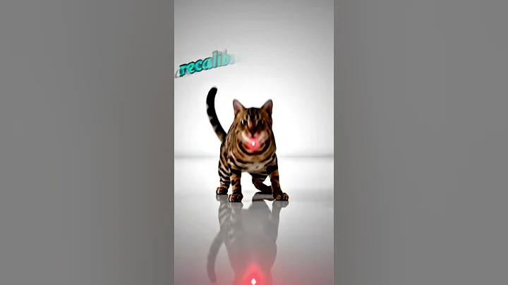 Video 11583961: bengal cat chasing, cat vs bengal, red bengal