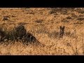 California Coyotes