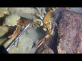 Diving to catch seafood, look how many I caught!！QU018 #diving #fishing #lobster