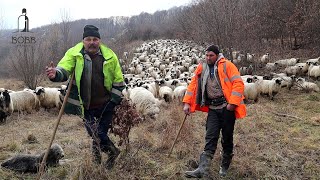 Oile BREZE ale familiei IACOB de pe Valea Huta, comuna Negrilești | Ciobănesc BĂLAN masiv 2023