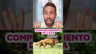 ¿Por qué los gatos juegan con tus cosas antes de tirarlas al suelo?